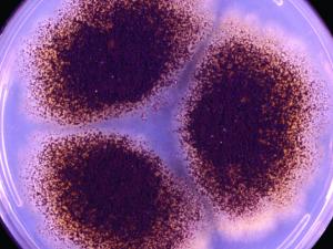 Culture of Aspergillus niger