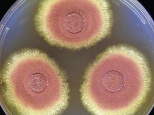 Culture of Aspergillus terreus