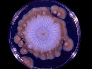 Basidiobolus culture