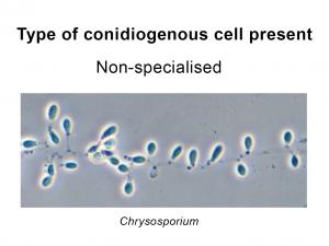Conidia formed directly from hyphae