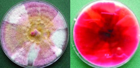 Fusarium chlamydosporum complex