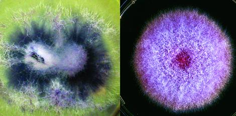 Cultures of F. oxysporum