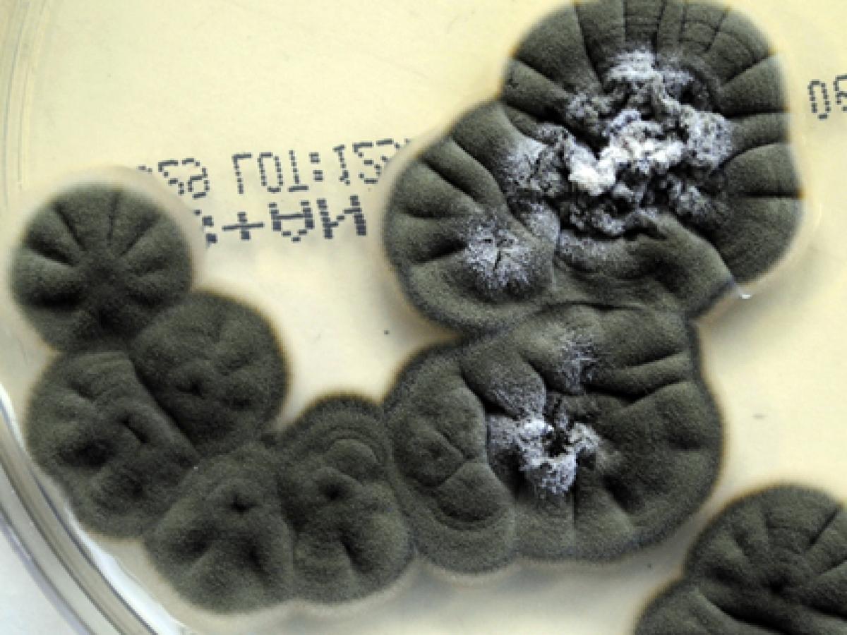 Cladosporium Indoor Mold Growing on dish