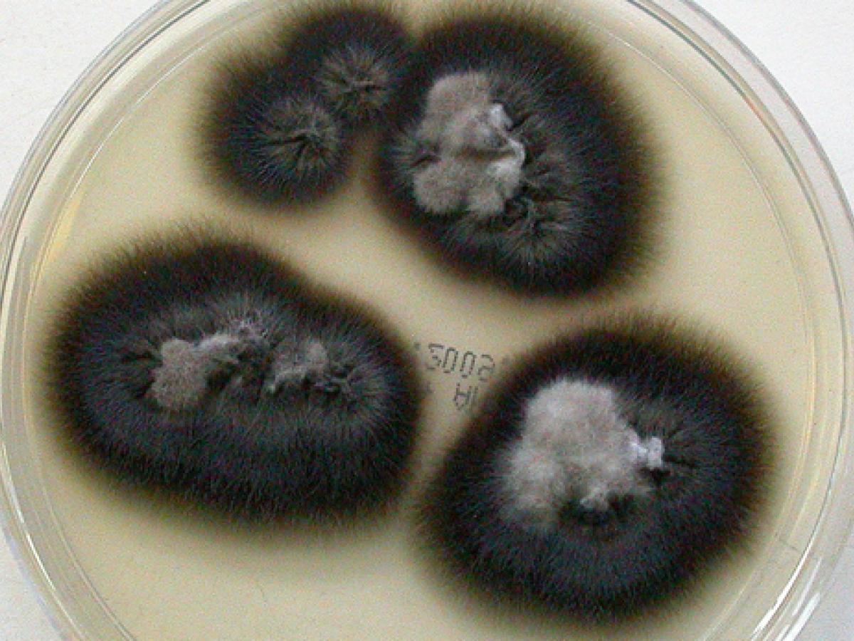 Lomentospora prolificans culture