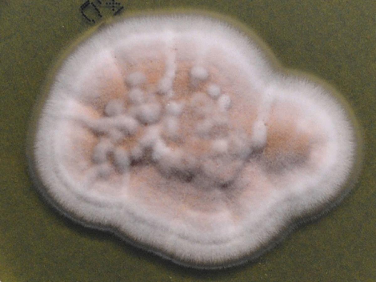 Culture of Paecilomyces marquandii