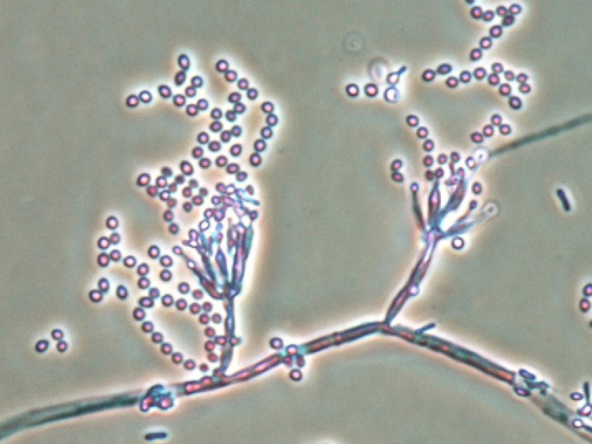 Paecilomyces marquandii conidiophores, phialides and conidia