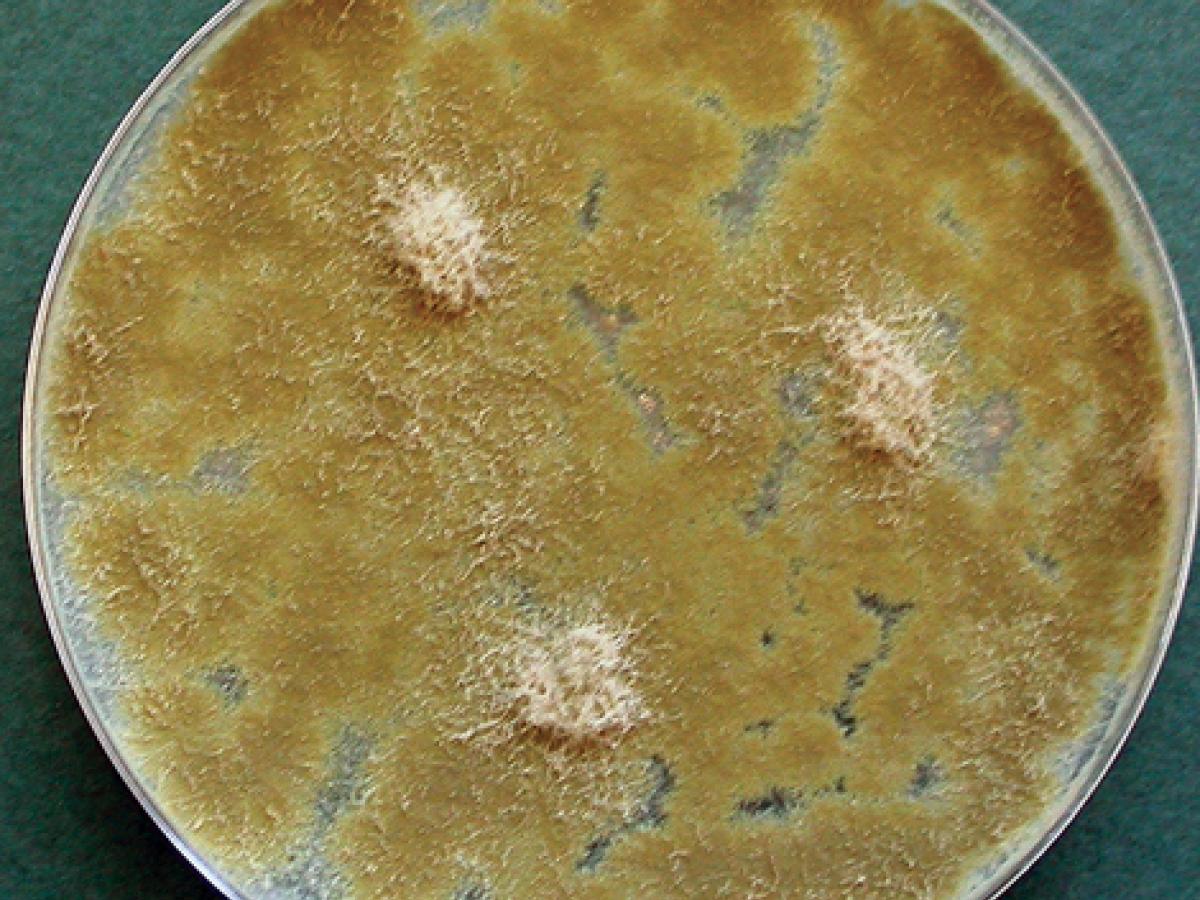 Culture of Paecilomyces variotii