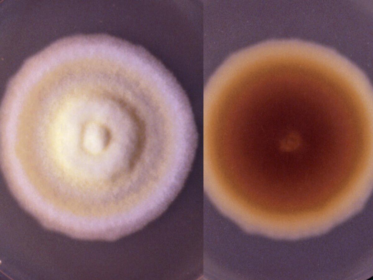 Arthroderma insingulare culture