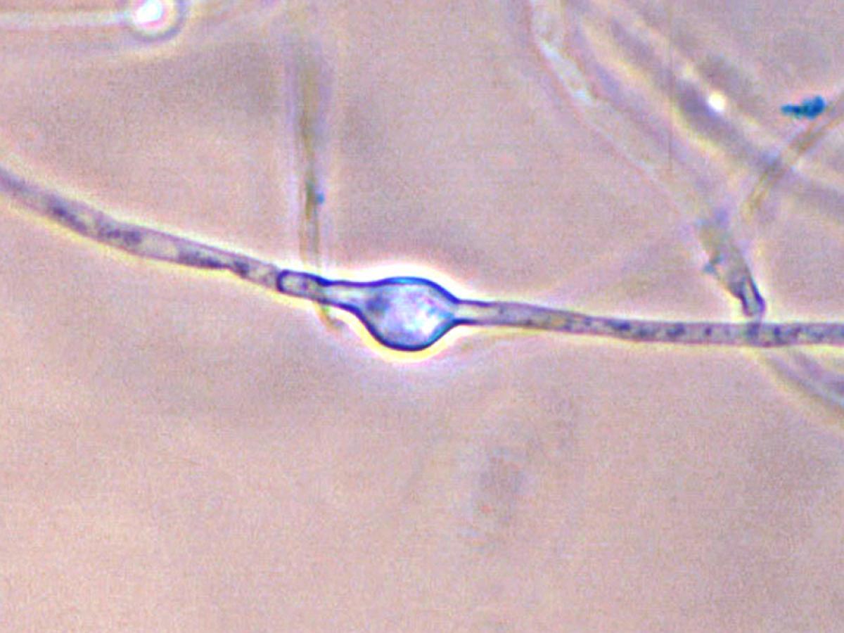 audouinii microscopy