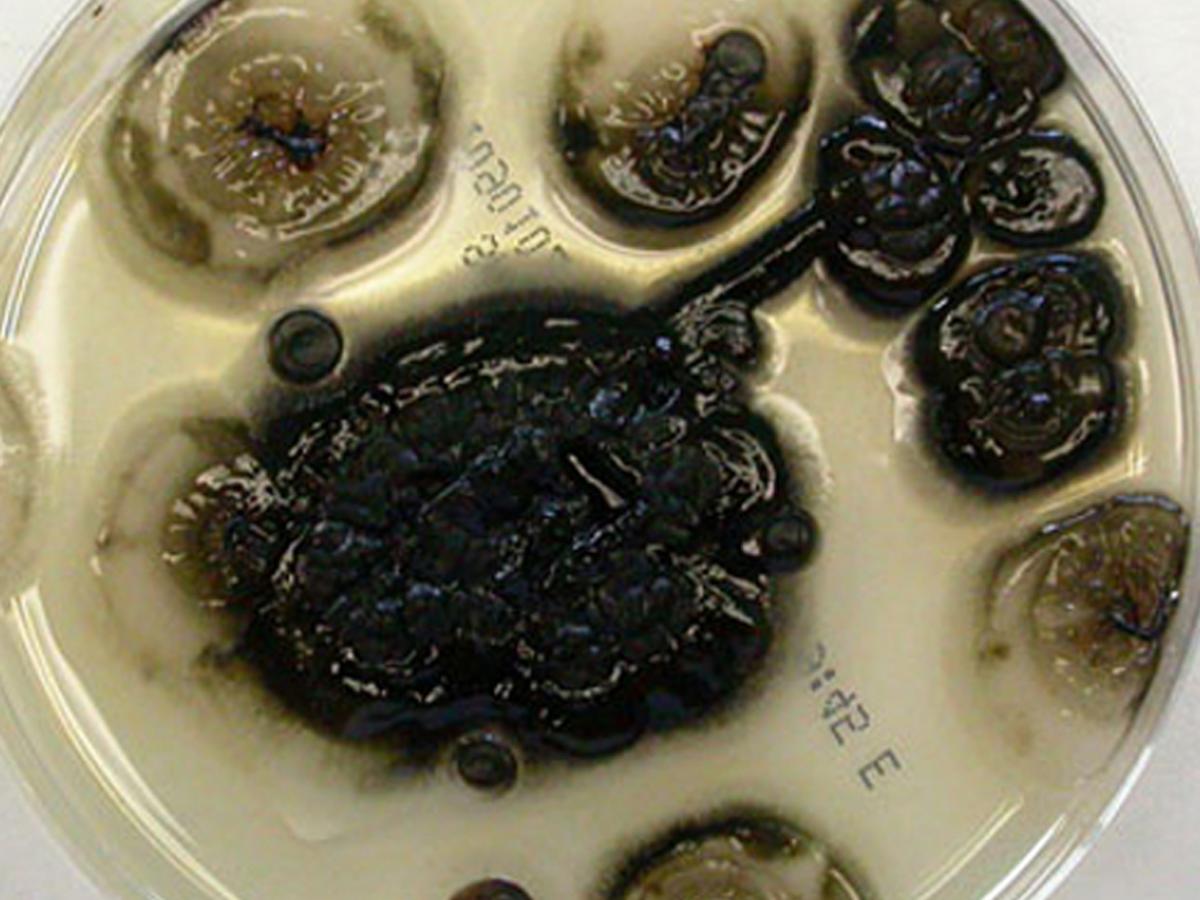 Aureobasidium pullulans culture 