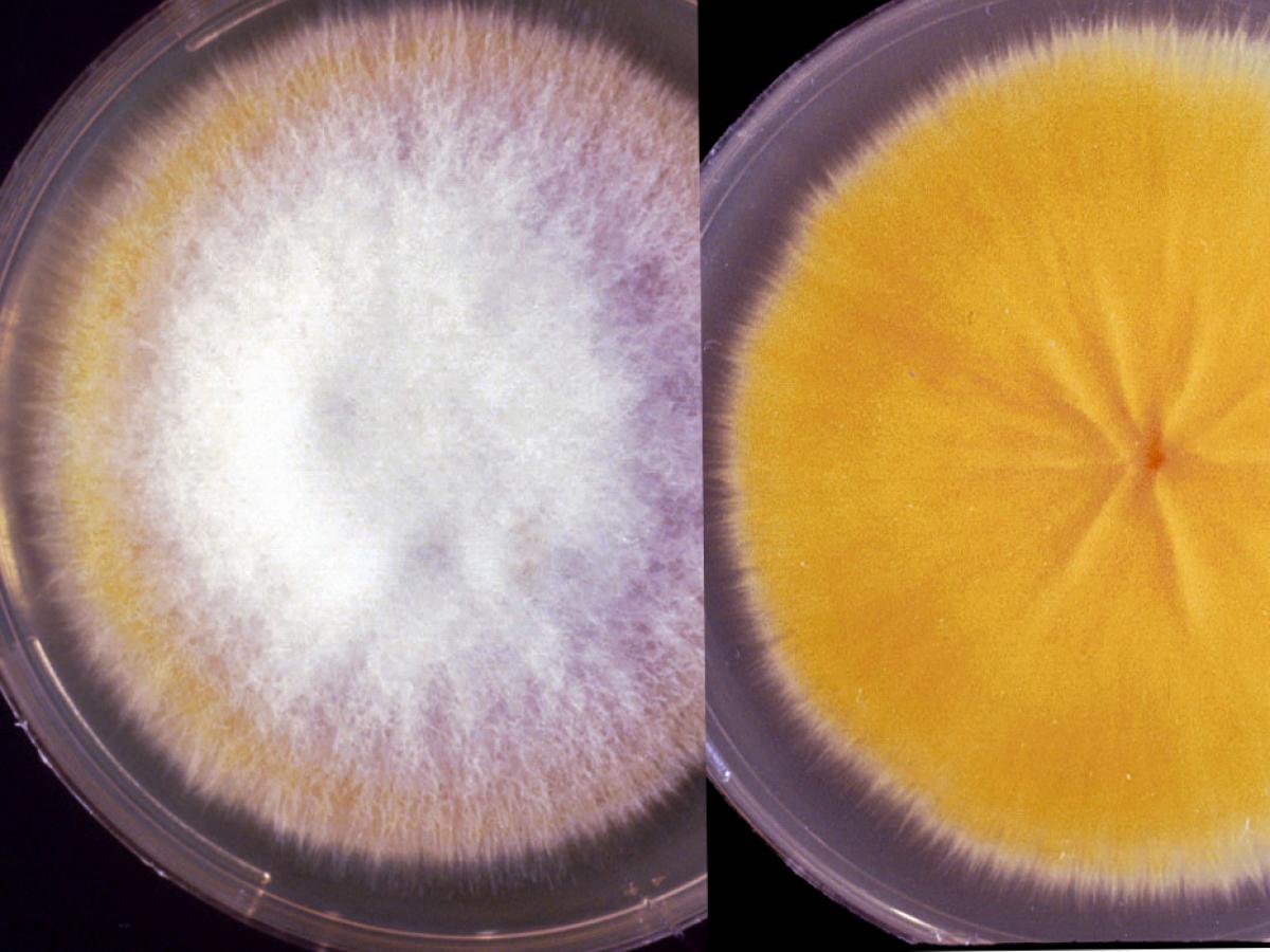 Microsporum canis culture