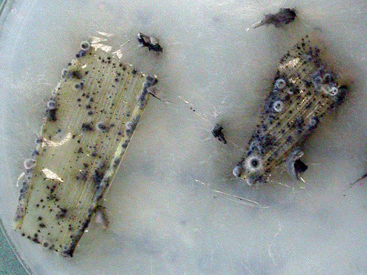 Lasiodiplodia culture