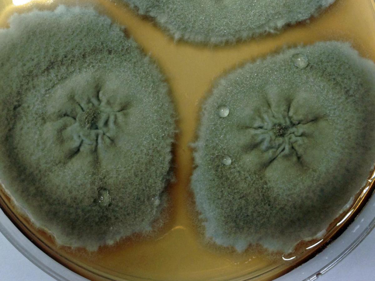 Microsphaeropsis culture