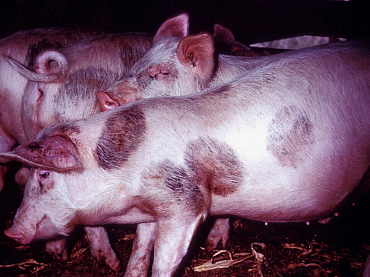Nannizzia nana clinical