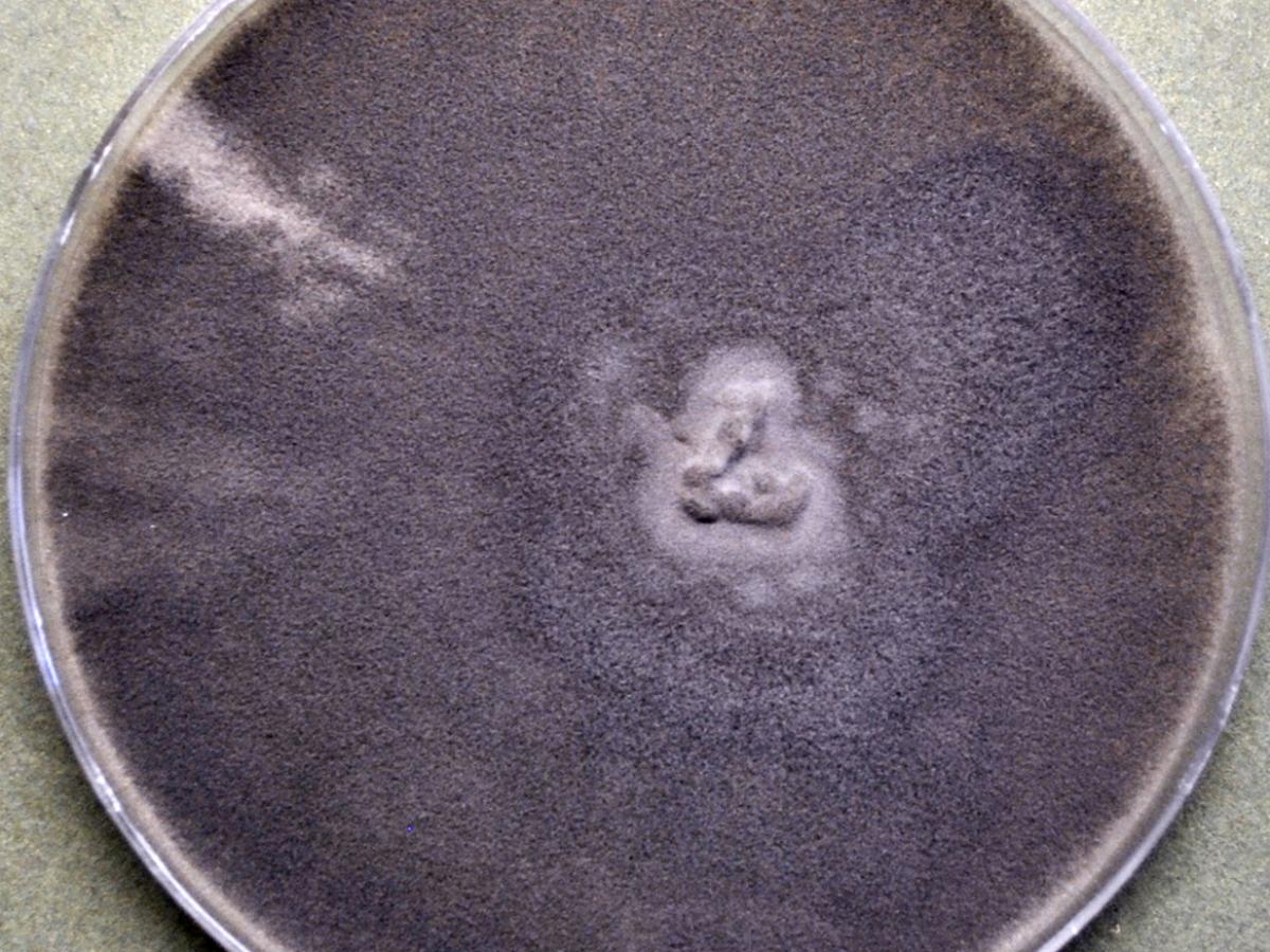 Mucor circinelloides culture