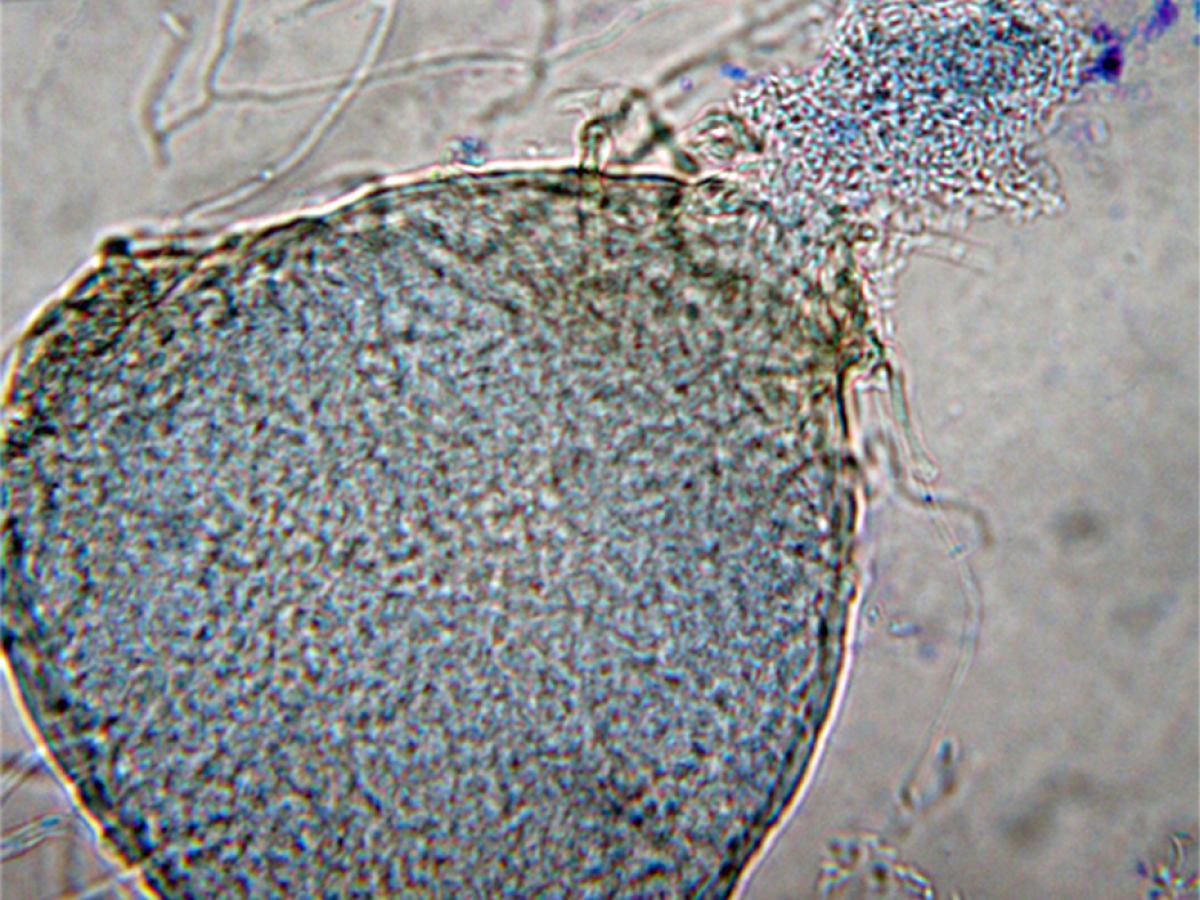 Pynidia