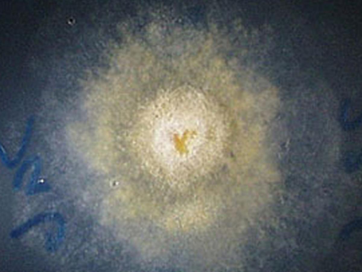 Pythium