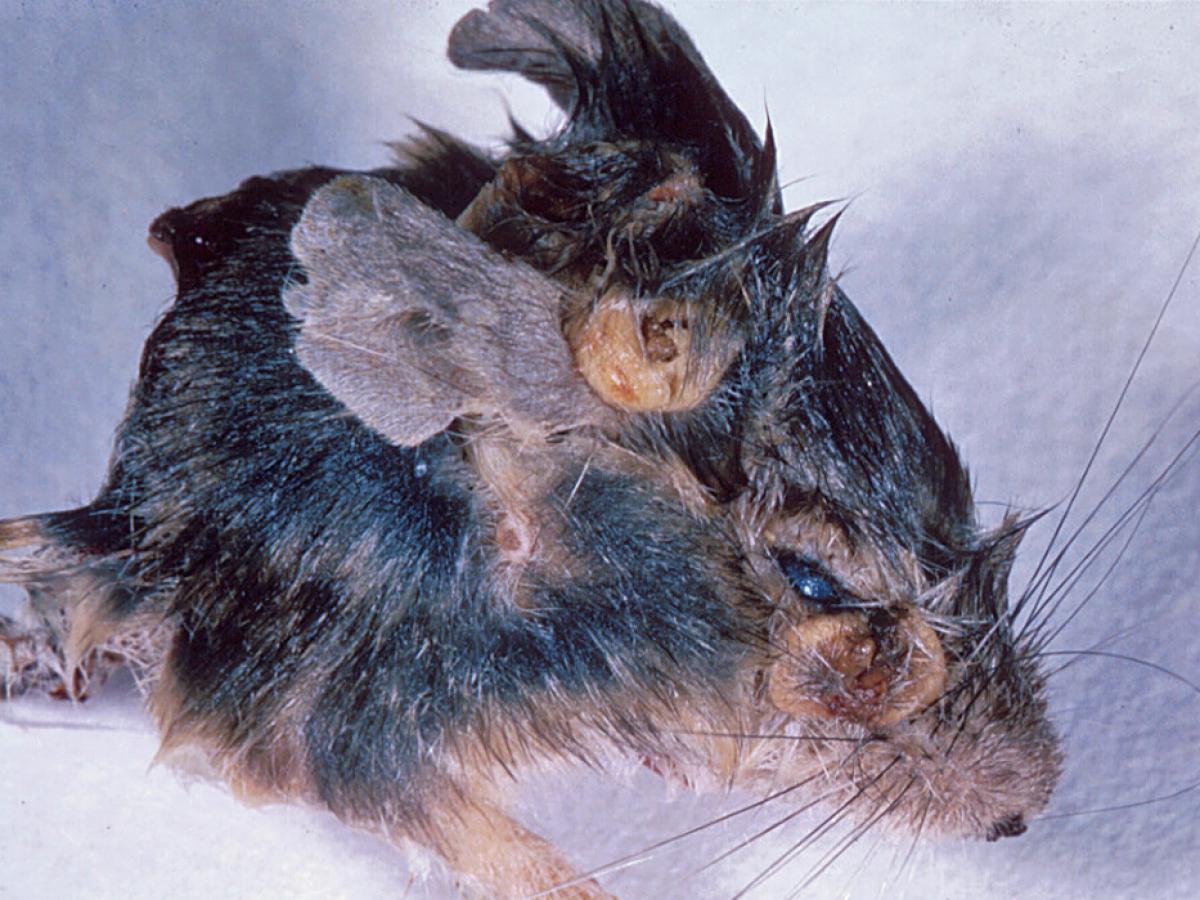 Trichophyton quinckeanum clinical