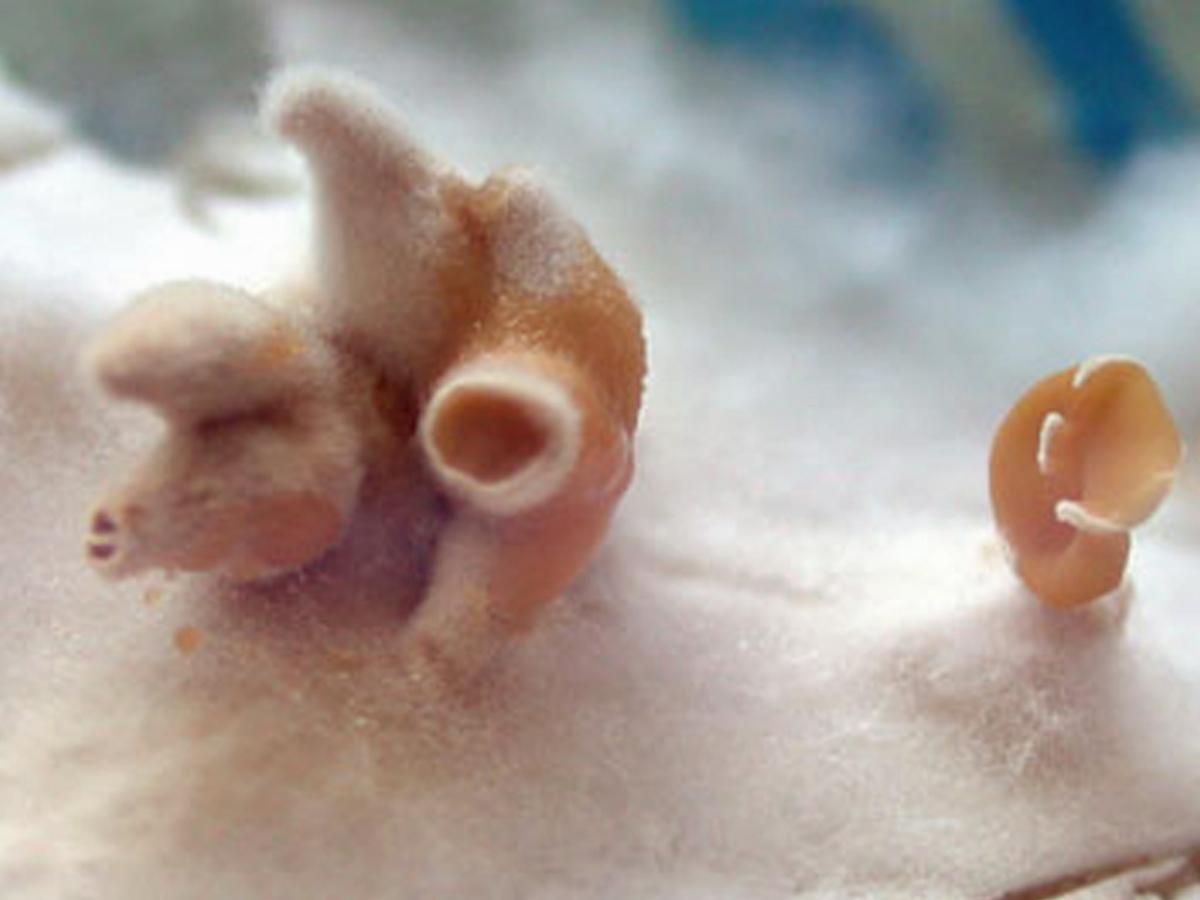 Schizophyllum2