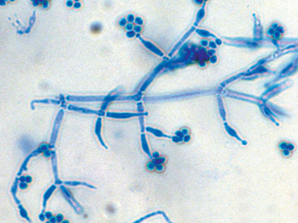 Trichoderma