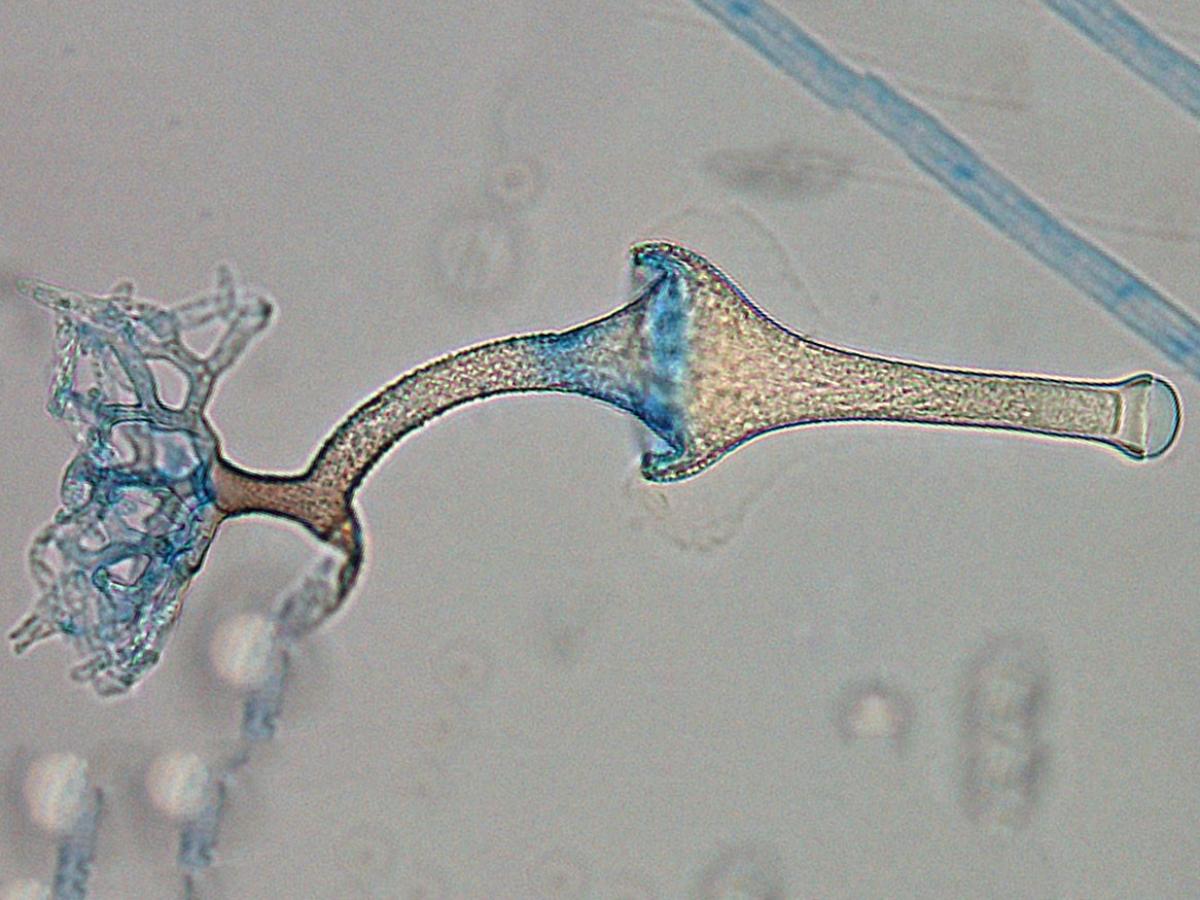 Unknown 15 microscopy - 2