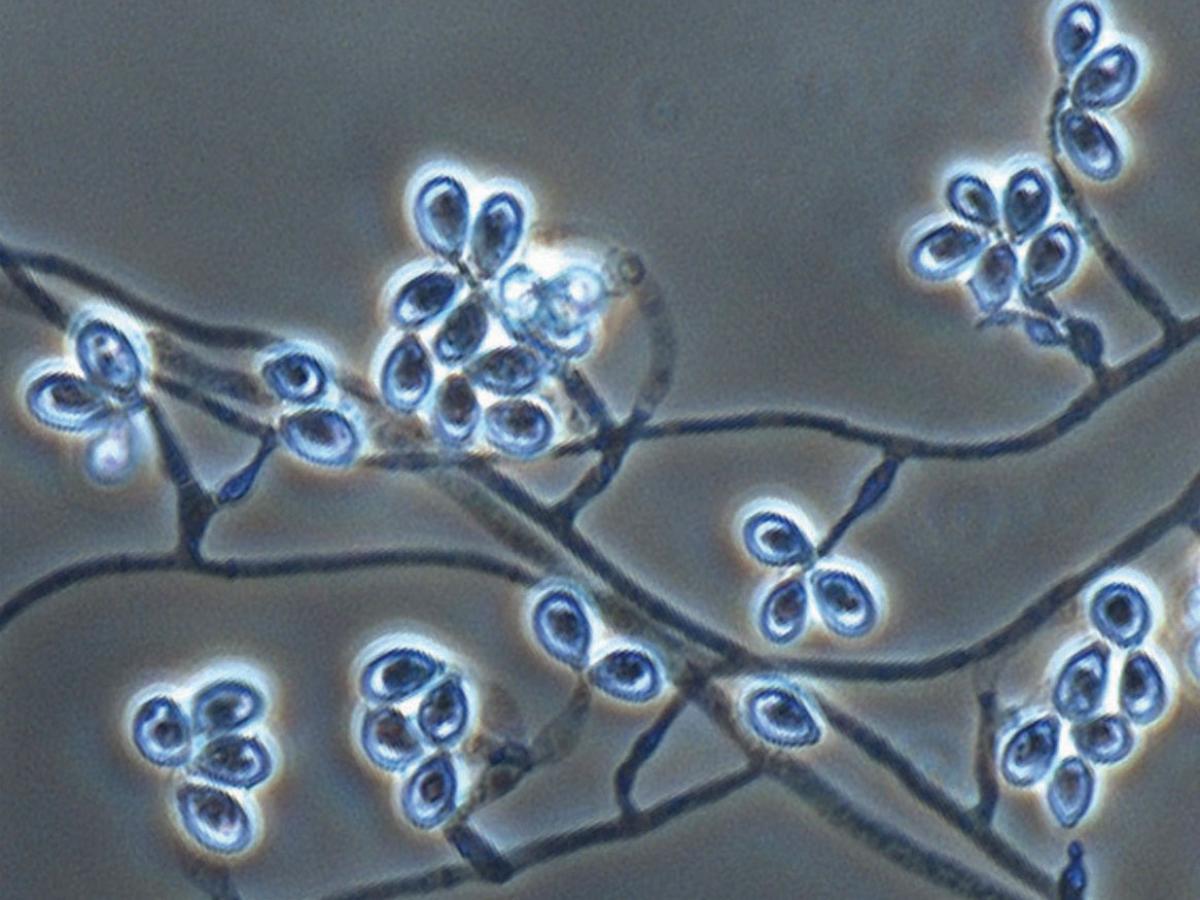 Unknown 03 microscopy