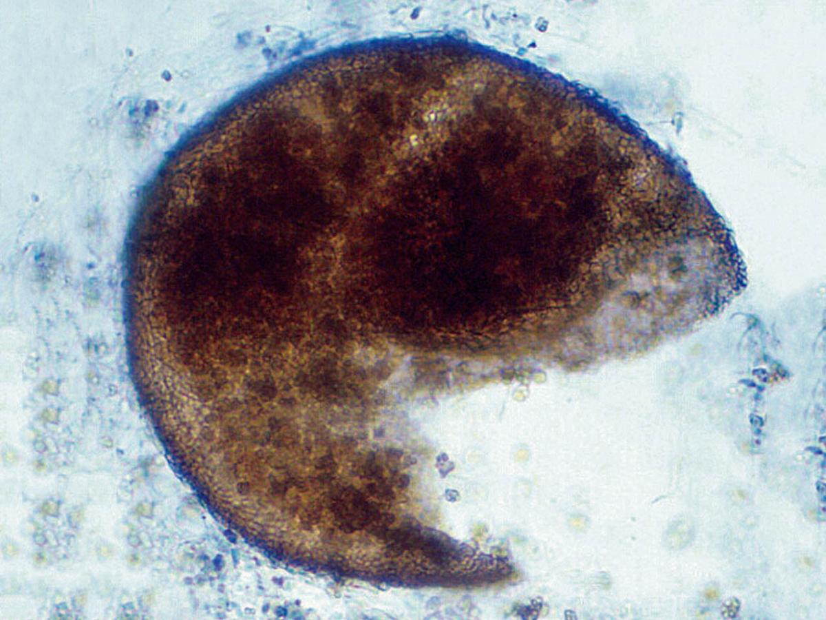 Unknown 31 microscopy - 2