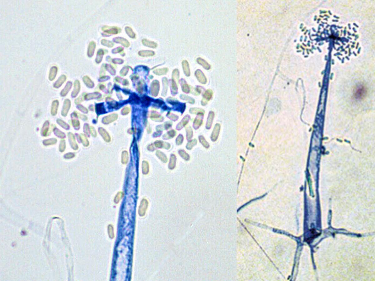 Unknown 50 microscopy