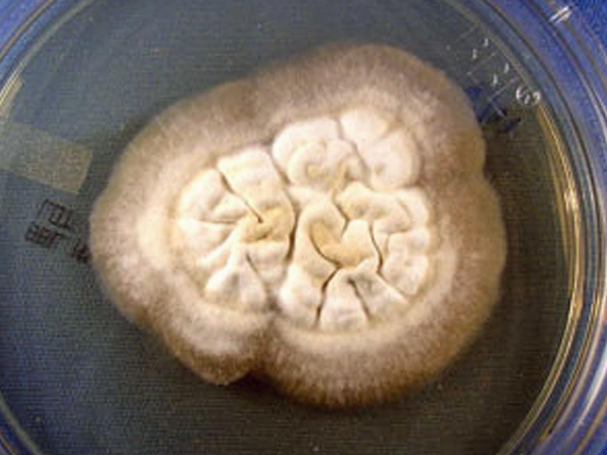 Unknown 08 culture - 1