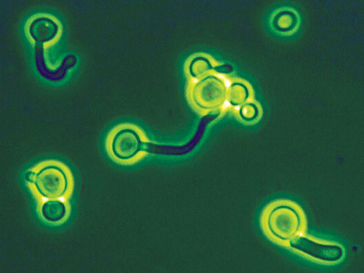 Candida germ tubes