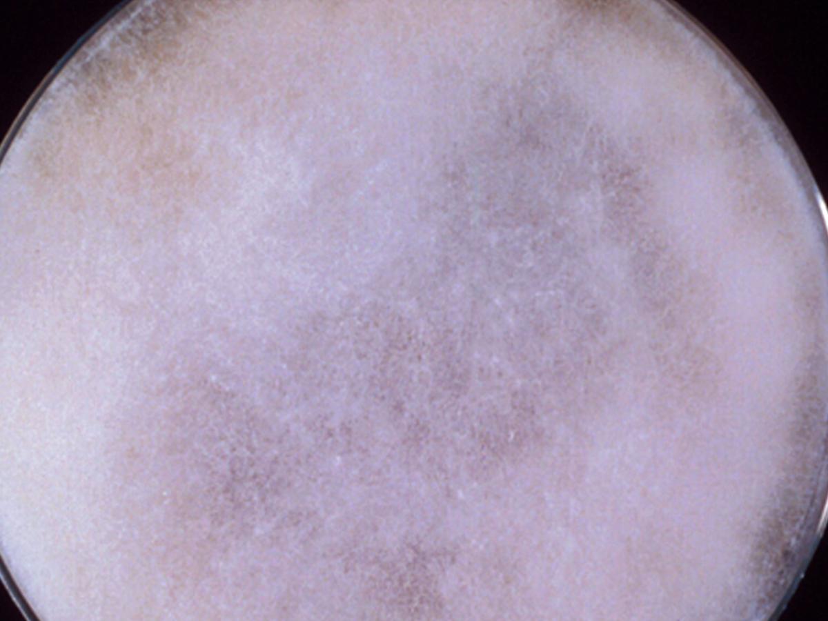Unknown c culture