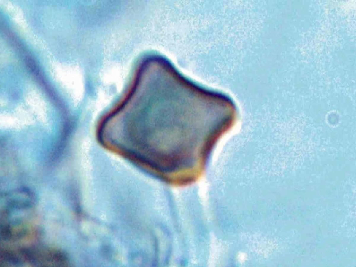 Thermomyces stellatus