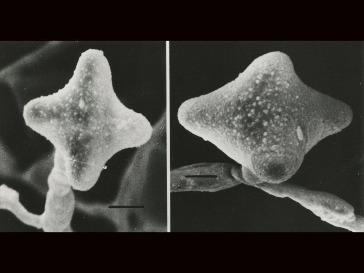 Thermomyces SEM