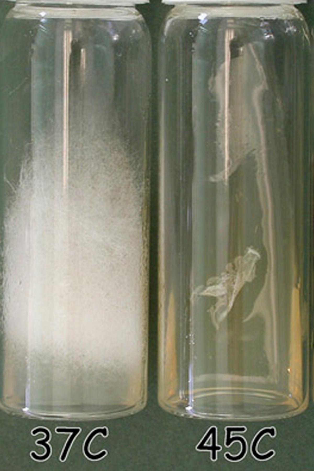 Growth temperature studies